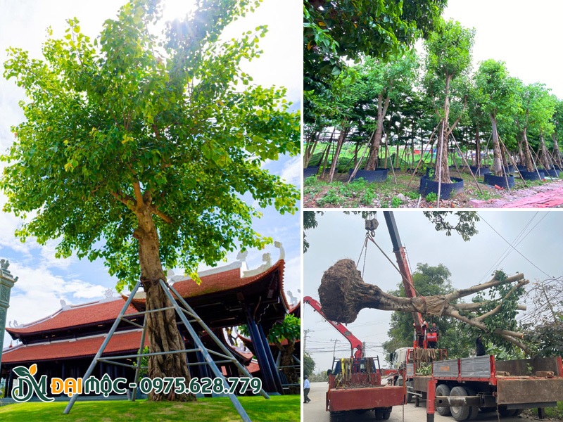 Trồng cây tâm linh cổ thụ cho đền chùa