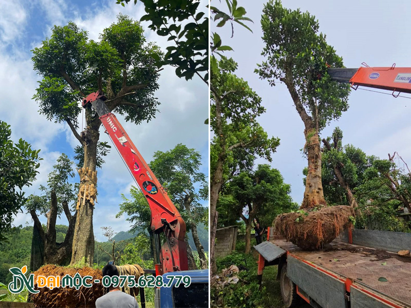 Cẩu tự hành đang đưa cây nhãn và cây mít cổ thụ lên xe vận chuyển