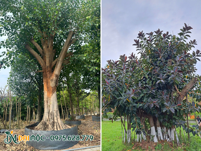 Những gốc cây tâm linh đại thụ thường trồng ở chùa, đền