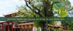 Tổng hợp tất cả các loại sâu bệnh thường gặp trên cây me cổ thụ