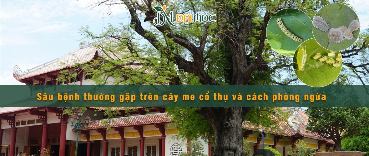 Tổng hợp tất cả các loại sâu bệnh thường gặp trên cây me cổ thụ