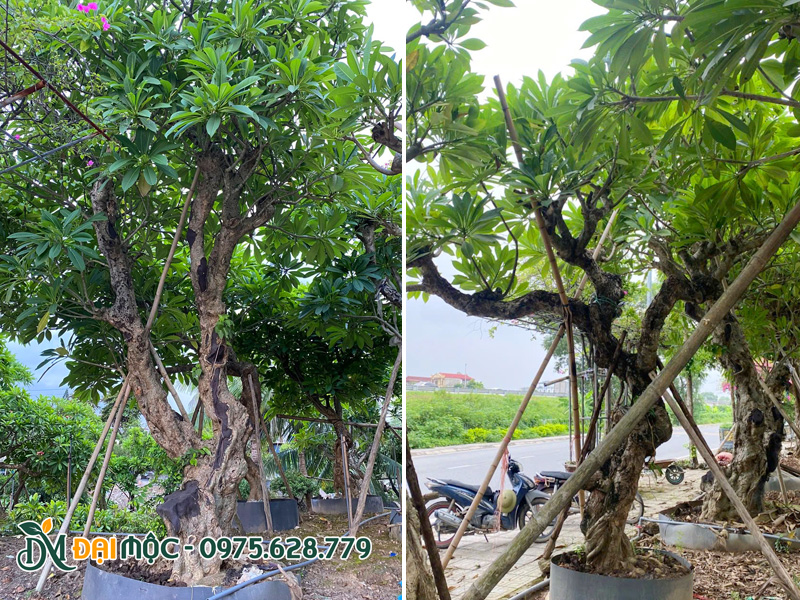 Bãi dâm ủ số lượng lớn cây hoa đại cổ thụ cao 5 - 6m, thân hình cổ kính