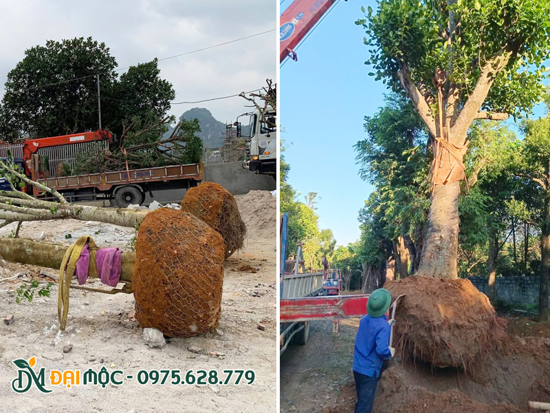 Hình ảnh bầu đất của cây bưởi và cây mít cổ thụ đã dâm ủ thời gian dài