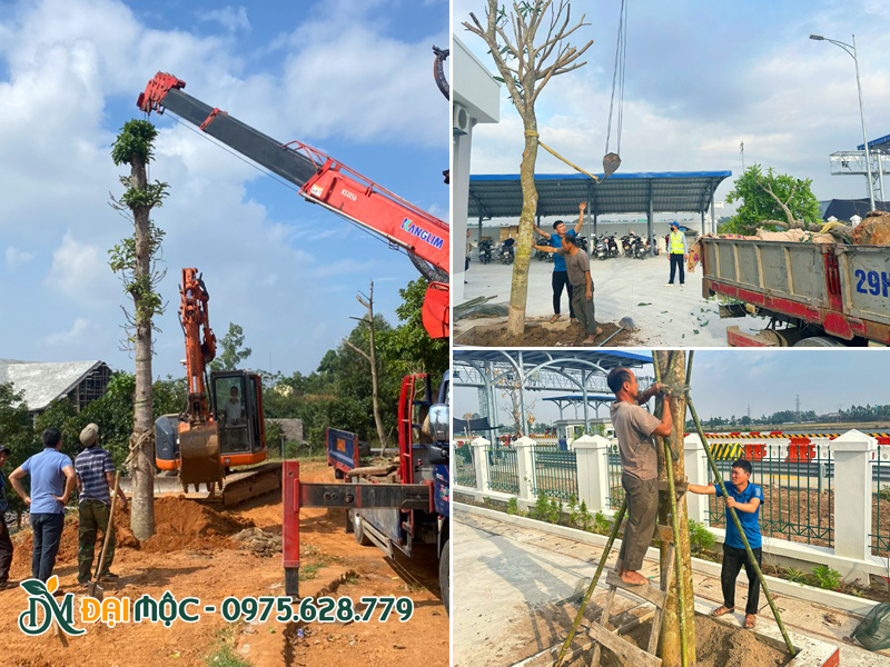 Quy trình hạ hố, lấp đất và cố định cọc cho cây bóng mát cổ thụ
