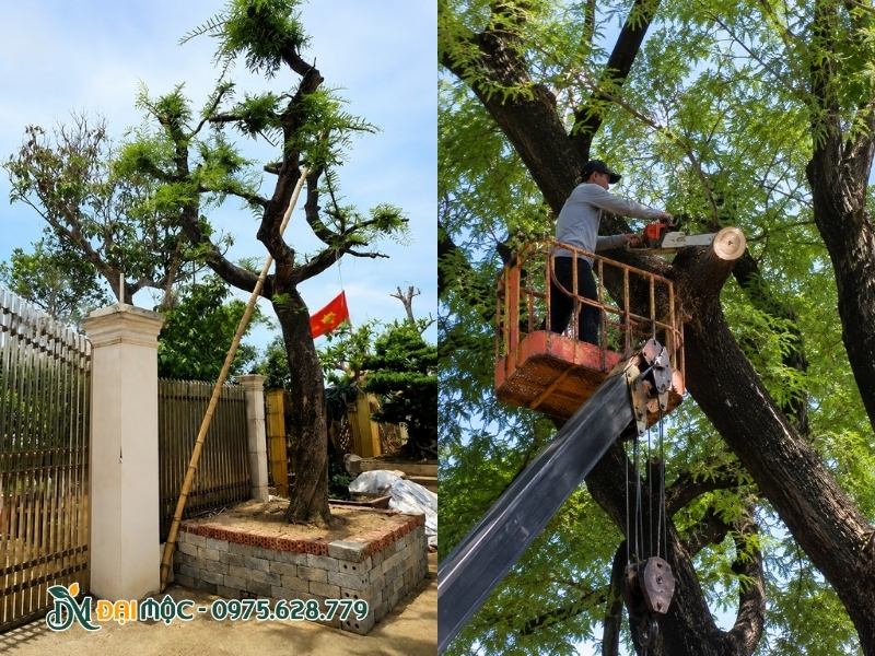 Thợ đang cắt giật cành của cây me cổ thụ