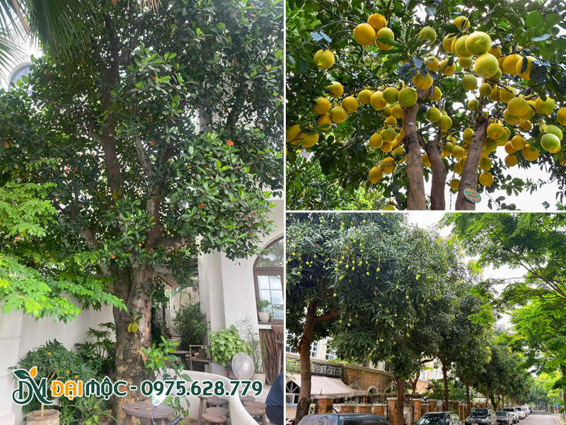 Cây ăn quả cổ thụ cho bóng mát phổ biến tại Việt Nam