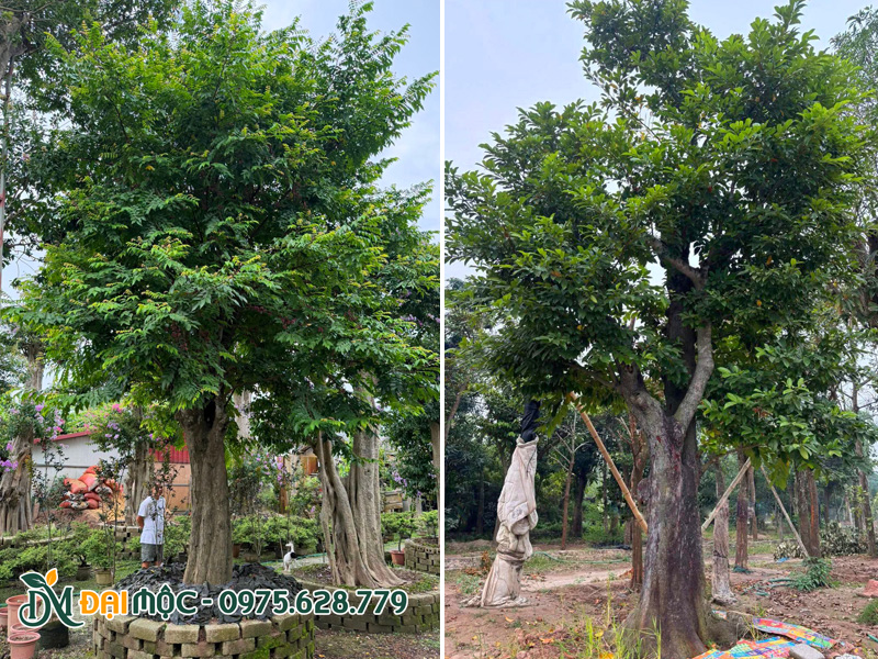 Gốc cây khế và cây chay ruột đỏ cổ thụ đang dưỡng ủ tại Hưng Yên