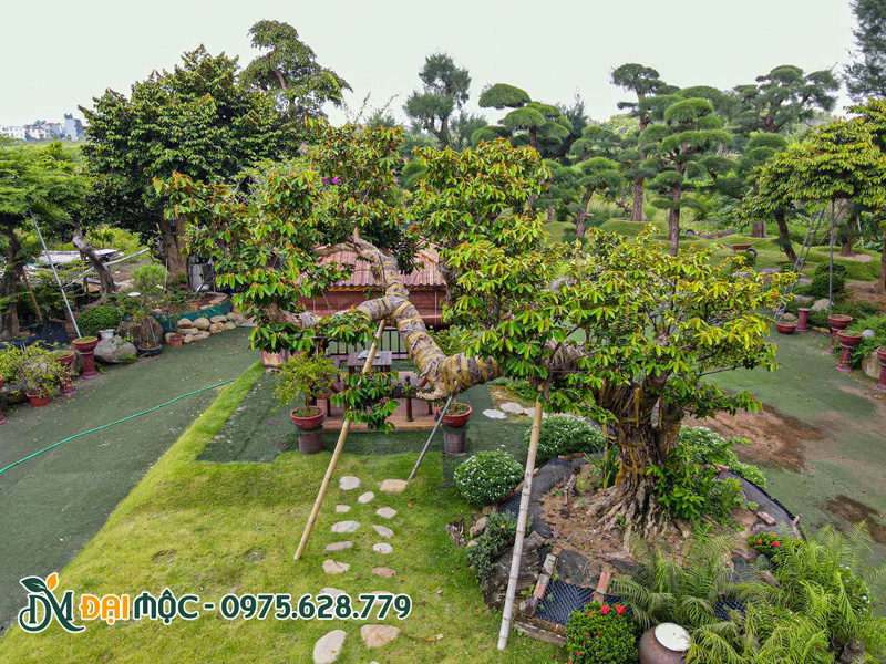 Giá trị thẩm mỹ đỉnh cao của cây ăn quả cổ thụ trồng sân vườn biệt thự, dinh thự