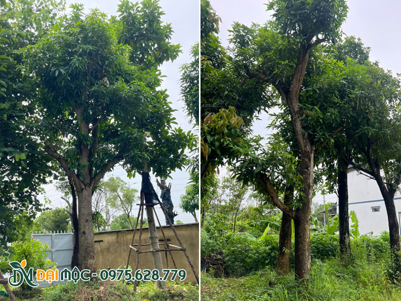 Cây xoài cổ thụ đã dâm ủ 1 - 2 năm tại Thái Bình