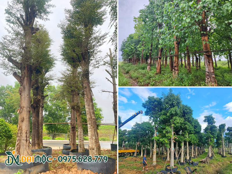 Các loại cây bóng mát cổ thụ đang dưỡng ủ tại vườn Cây Đại Mộc