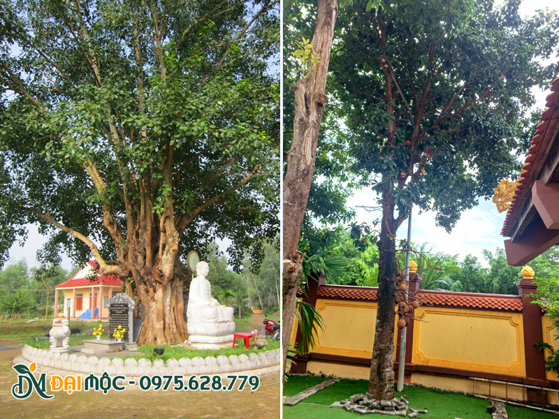 Các loại cây bóng mát cổ thụ trồng công trình tâm linh