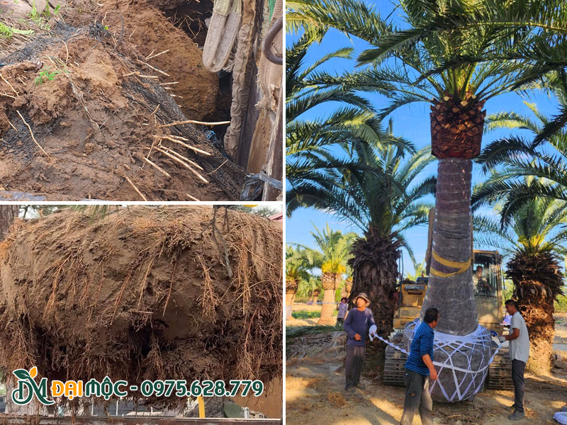 Bứng và bọc bầu cây nhập khẩu cổ thụ đã dâm ủ