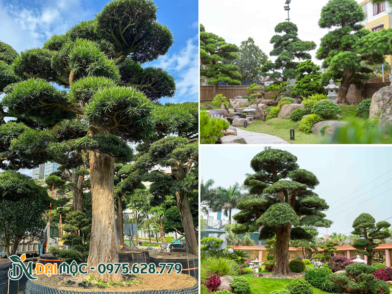 Cung cấp và thi công trồng cây nhập khẩu cổ thụ cho sân vườn Biệt Thự tân cổ điển
