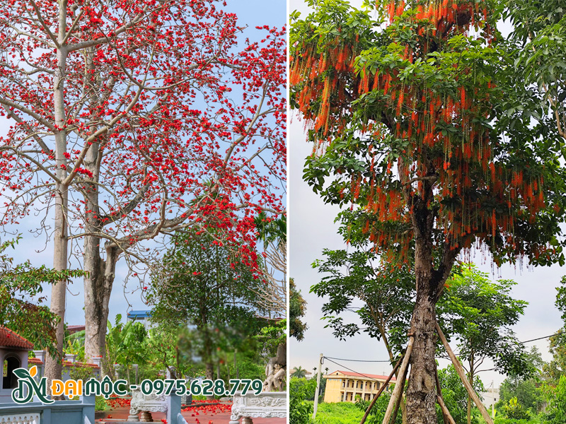 Cây hoa gạo đỏ và cây lộc vừng đỏ cổ thụ trồng nơi tâm linh