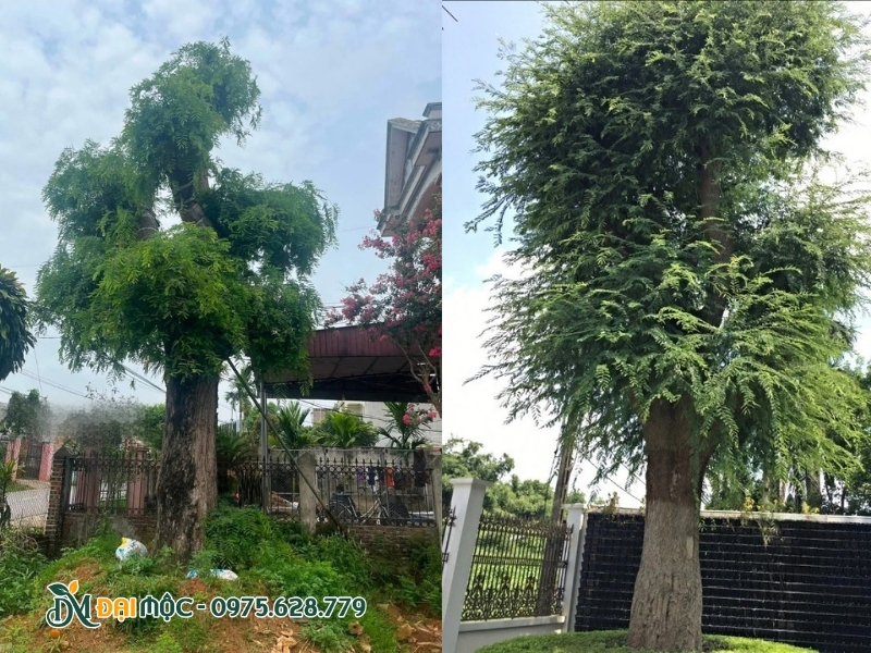 Cây me cổ thụ được trồng tại địa điểm mới