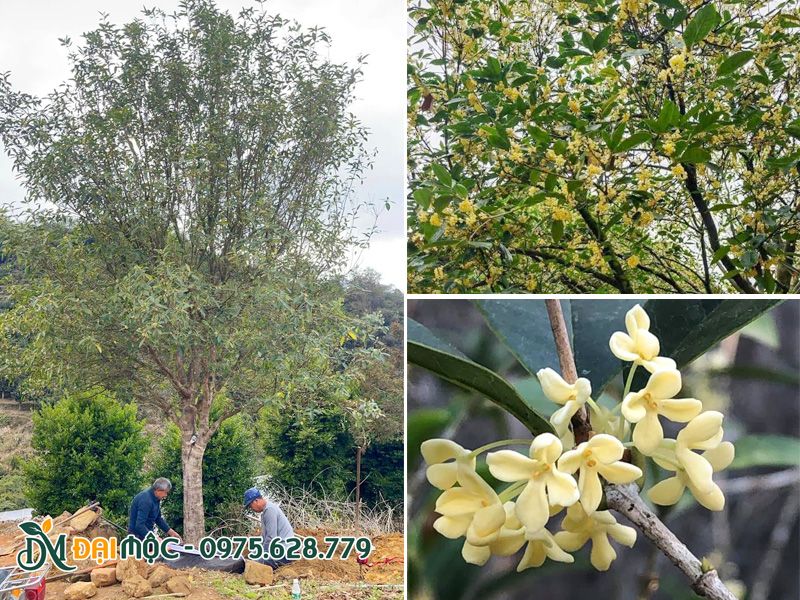 Cây hoa mộc hương cổ thụ nhập khẩu từ Trung Quốc
