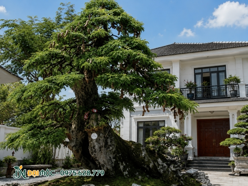 Rễ cây cách xa hệ thống tường bao quanh nhà