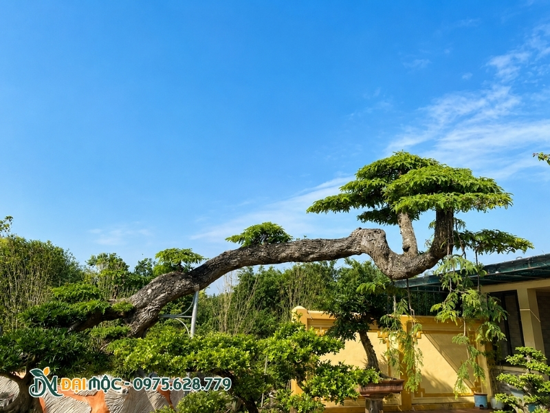 Cây me cổ thụ dáng bay nghệ thuật và mềm mại