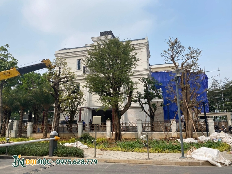 Cây me cổ thụ trồng trước nhà, sát hàng rào