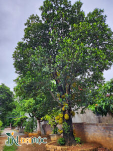Cây Mít Cổ Thụ