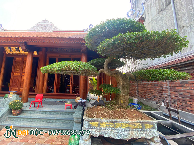 Chậu cây sanh cổ thụ bonsai trồng trước nhà thờ họ
