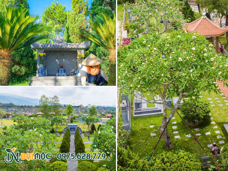 Cây trồng trong khuôn viên khu mộ hoặc cảnh quan nghĩa trang