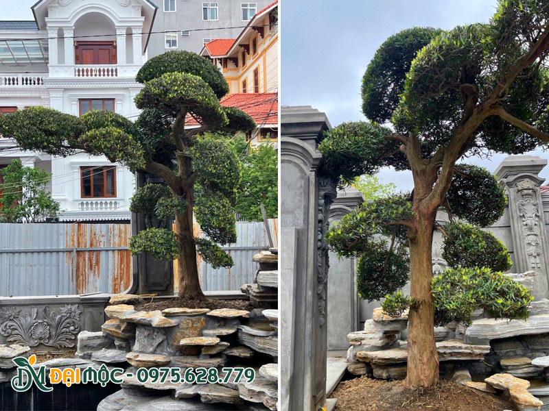 Cây tùng la hán cổ thụ nhập khẩu trồng hồ cá Koi