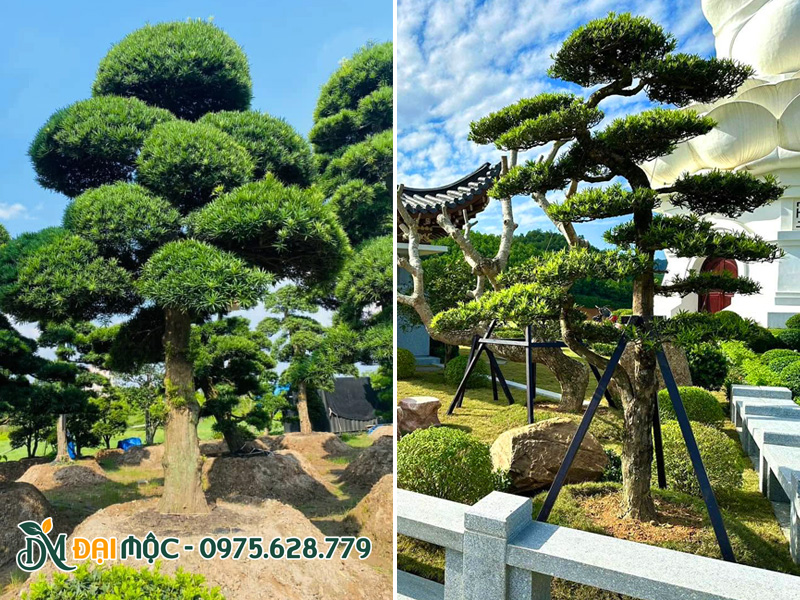 Cây tùng la hán cổ thụ trồng hoa viên nghĩa trang