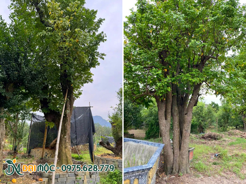 Những gốc khế cổ thụ trồng trong khuôn viên resort, đường kính gốc 50 - 70cm