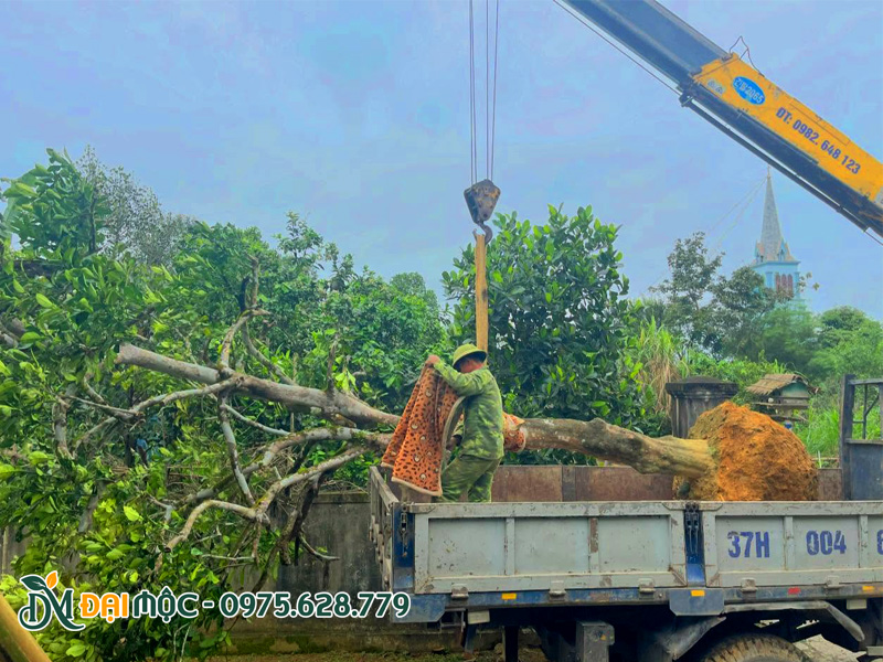 Cẩu hạ và giao cây bưởi chua cổ thụ tại Phú Thọ