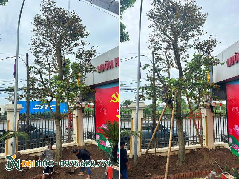 Hạ trồng và chống cọc chắc chắn cho gốc cây vú sữa cổ thụ tại Hà Nội