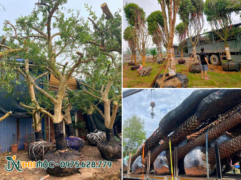 Vận chuyển cây nhập khẩu cổ thụ đưa về bãi ủ sau khi hoàn thành vận chuyển quốc tế