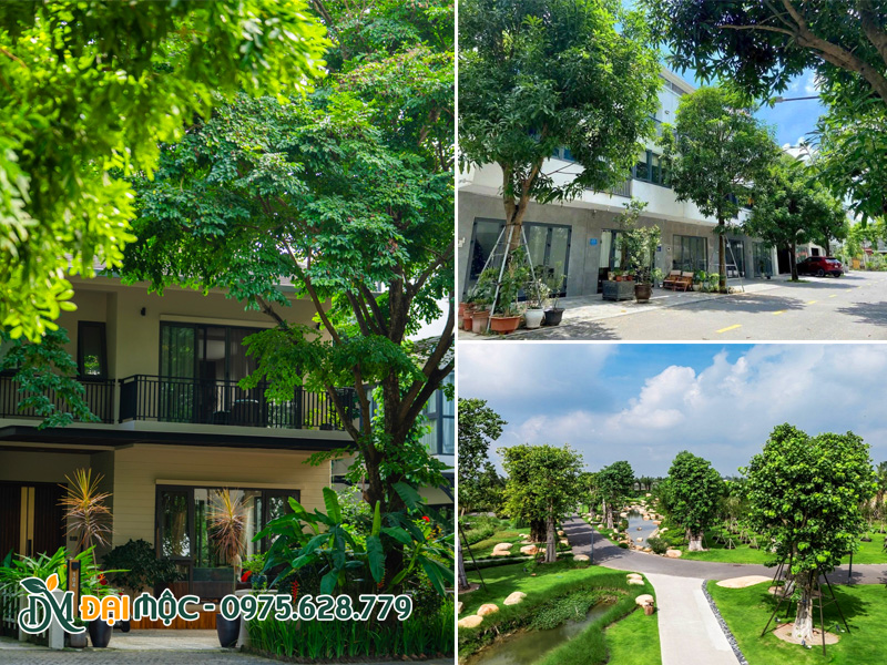 Thiết kế và trồng cây bóng mát cổ thụ cho các khu đô thị, resort hạng sang