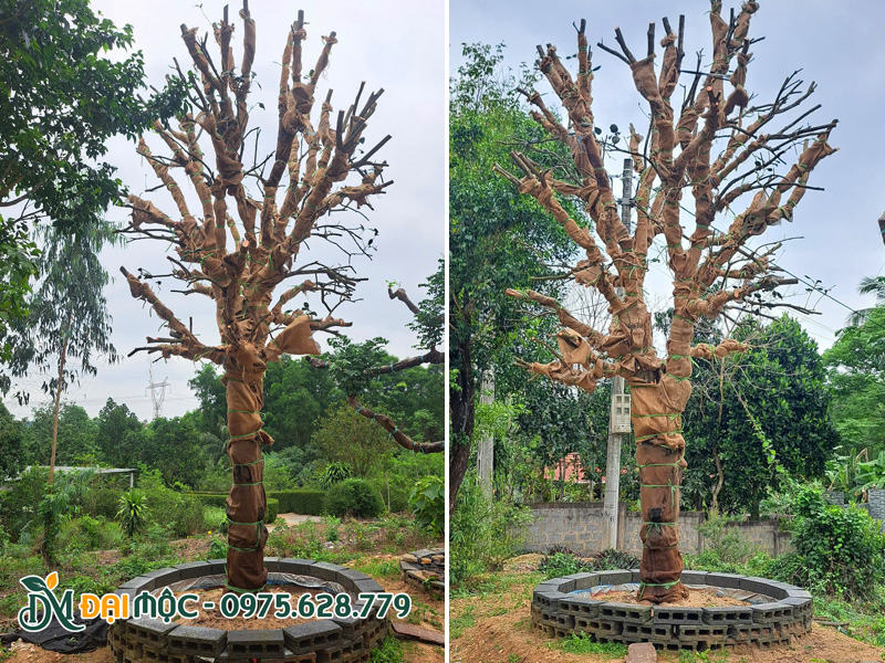 Dâm ủ cây ăn quả cổ thụ đường kính gốc 35 - 40cm