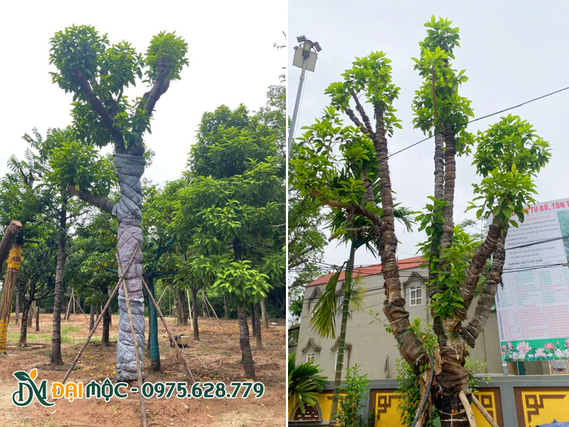Cung cấp và trồng cây ngọc lan cổ thụ cho ngôi chùa ở Bắc Ninh
