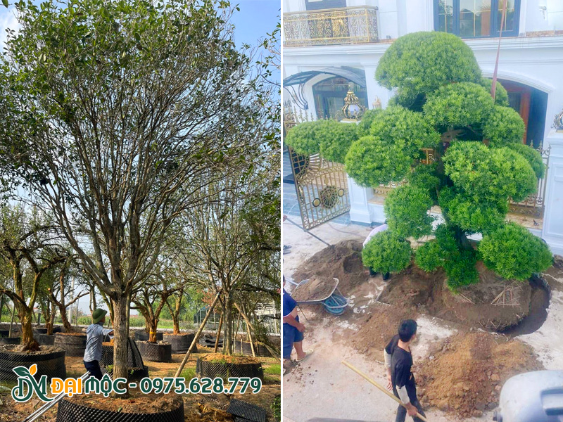 Cung cấp và trồng cây nhập khẩu cổ thụ cho biệt thự tại Hà Nội