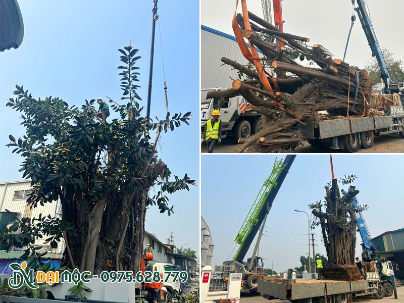 Cẩu hạ, di dời và trồng cây bóng mát cổ thụ cho khuôn viên nhà máy