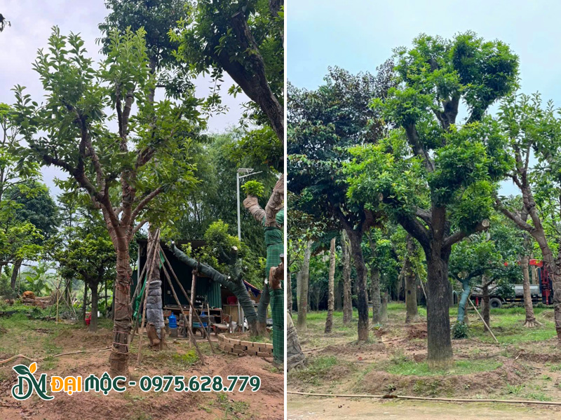 Vườn dâm ủ cây ăn quả cổ thụ đường kính gốc đa dạng từ 25 - 55cm