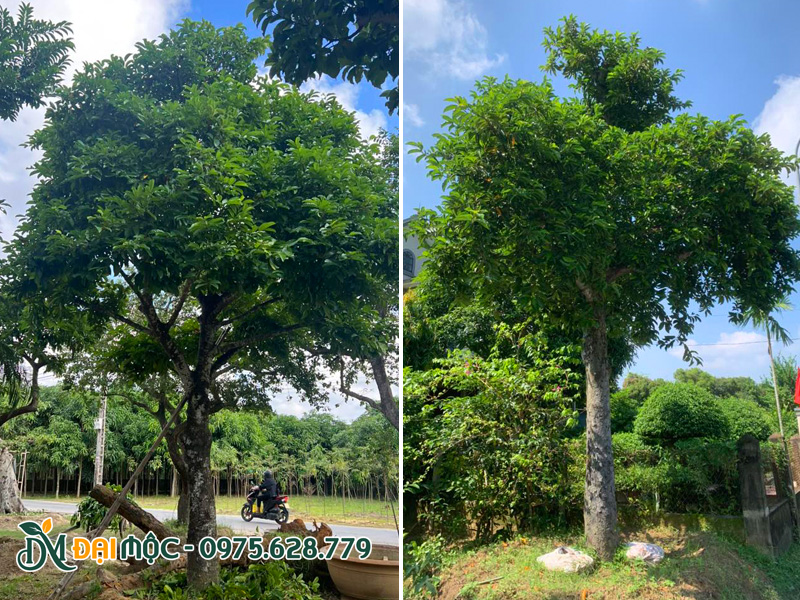 Cây bóng mát cổ thụ xanh quanh năm trồng sân vườn