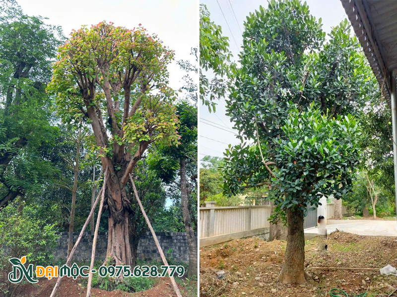 Những gốc cây tâm linh cổ thụ đang dưỡng ủ tại Hà Nội