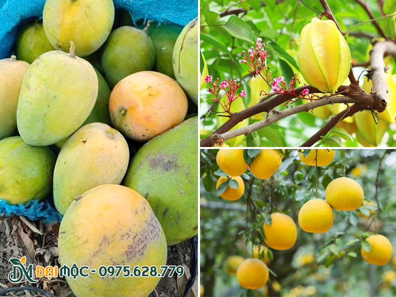 Quả chín vàng ươm thu hoạch từ những cây ăn quả quen thuộc với người Việt