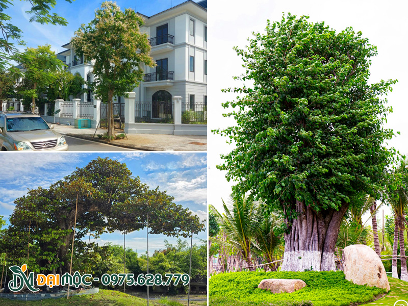 Cây bóng mát cổ thụ trồng khu đô thị, sân vườn, khu resort