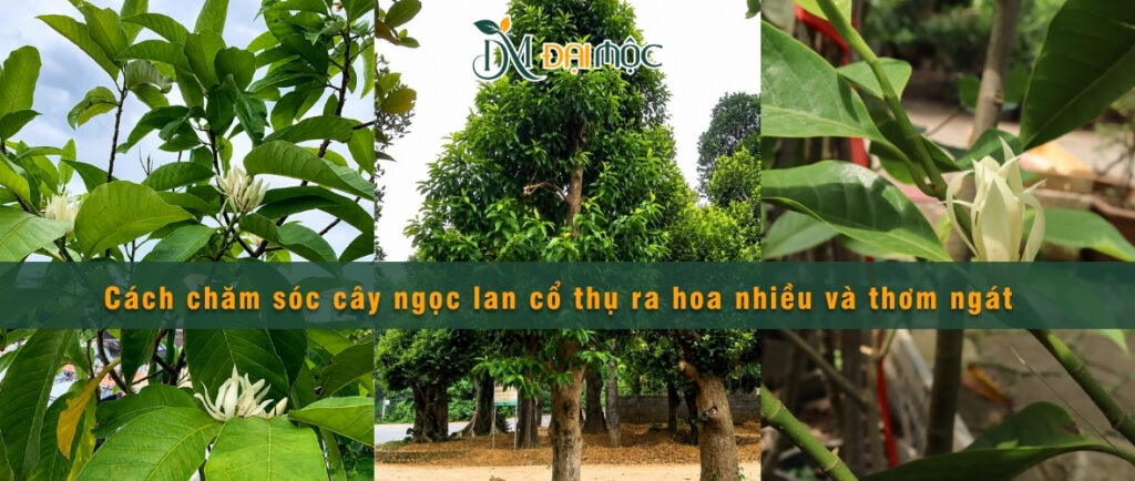 Cách chăm sóc cây ngọc lan cổ thụ ra hoa nhiều, đẹp và thơm ngát