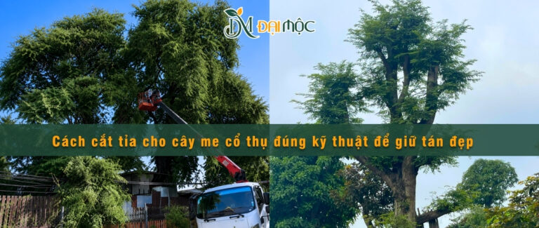 Chia sẻ kỹ thuật cắt tỉa cho cây me cổ thụ