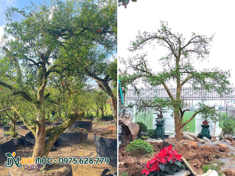 Cây lựu đỏ Ấn Độ nhập khẩu đã dâm ủ trên 6 tháng