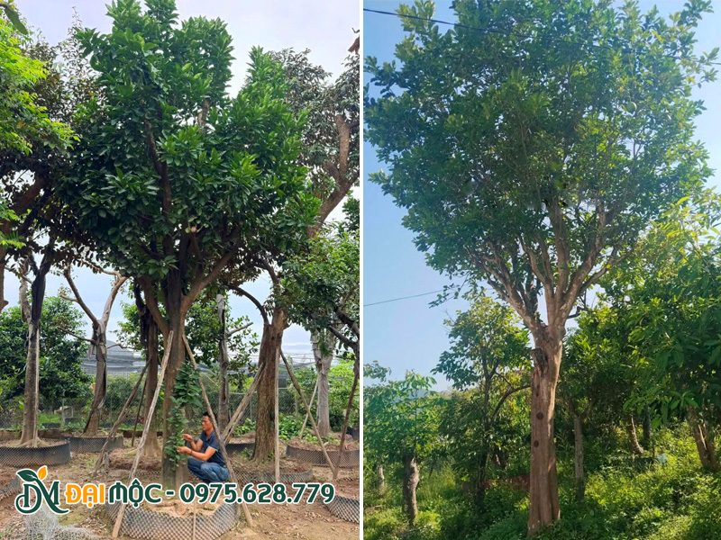 Đo đạc và kiểm tra gốc cây ăn quả cổ thụ đã dâm ủ nhiều năm