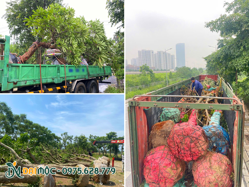 Các cây cổ thụ tâm linh được bọc lót cẩn thận trước khi xuất vườn
