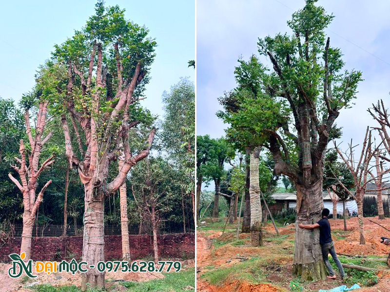 Cây khế đại thụ đường kính gốc 60 - 70cm đang dưỡng tại Hưng Yên