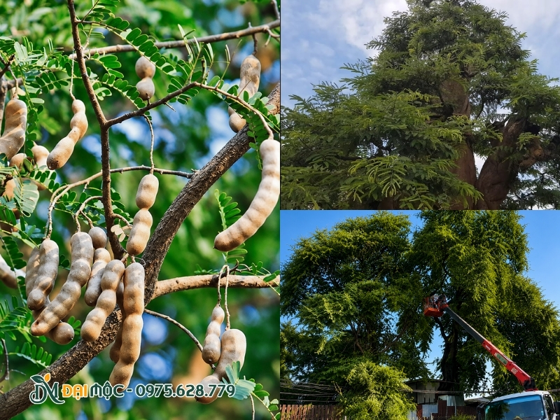 Chú ý chọn thời điểm cắt tỉa cây me cổ thụ phù hợp