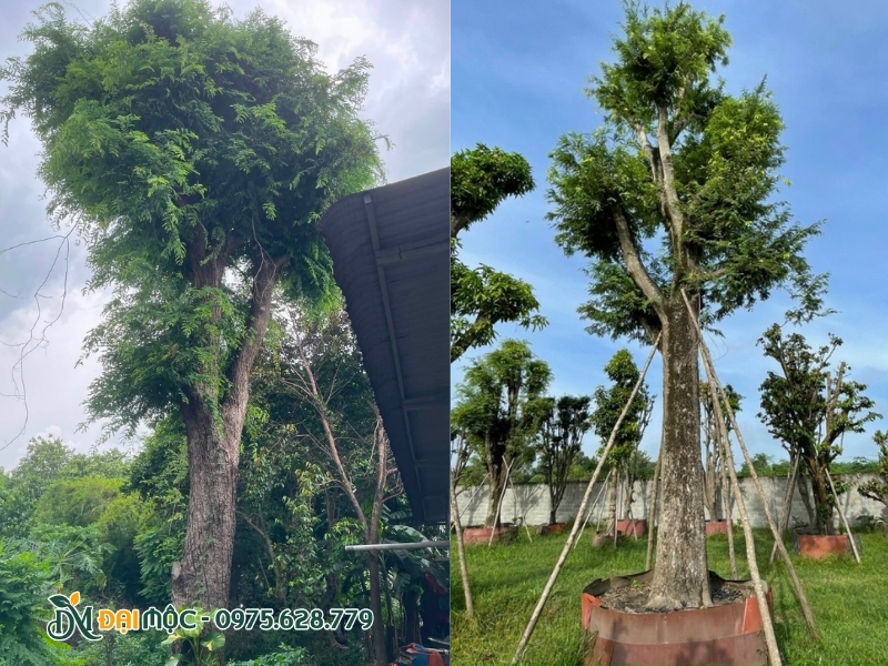 Cây me cổ thụ được dưỡng trong bầu thật cẩn thận